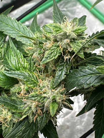 trying some bag seeds — flower, day 83