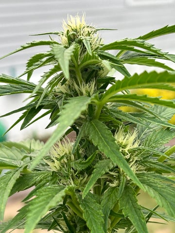 First ever grow — flower, day 63