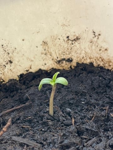 Growing speed  — grow_setup, day 1