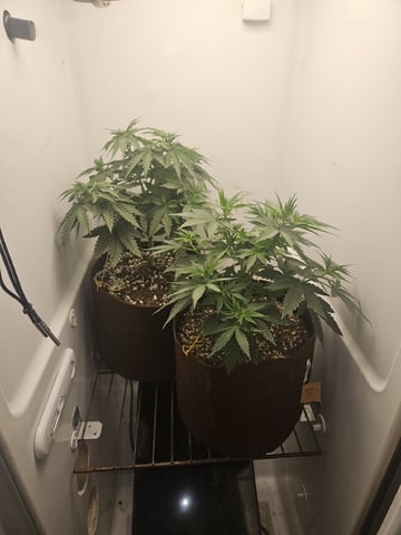 "NO CHEMA CUH" — flower, day 49