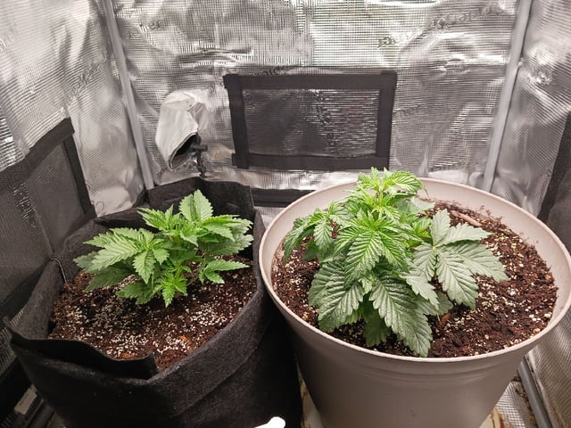 9lbhammer feminized  — vegetative, day 20