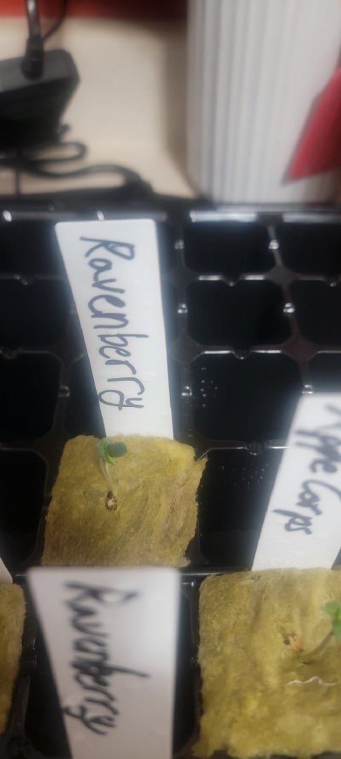 My First Grow