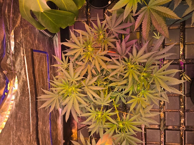 fruitstripe-x-breathworks VS Tropical cherry vs kush cake. vs og haze — flower, day 65