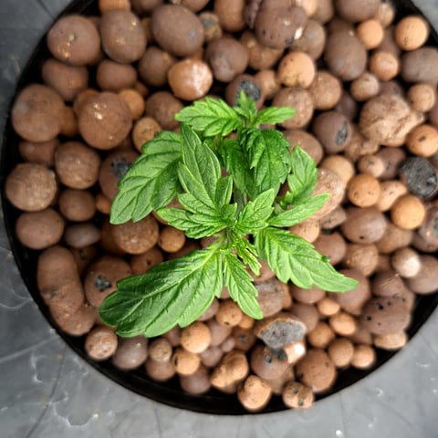 Blackberry Kush — vegetative, day 19