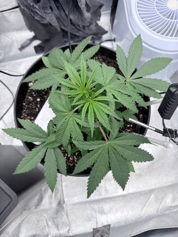 Blue Dream Grow — vegetative, day 8
