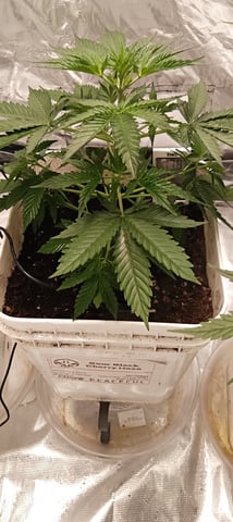 first grow — grow_setup, day 32