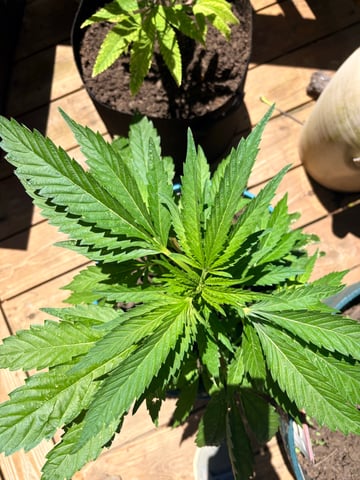 mixing it up — vegetative, day 47