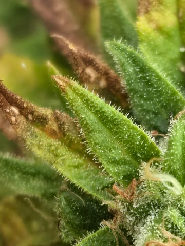 cherry pie  — flower, day 89