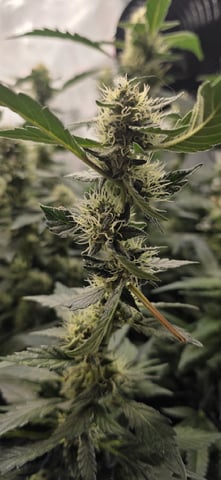 Ace Killer OG — flower, day 77