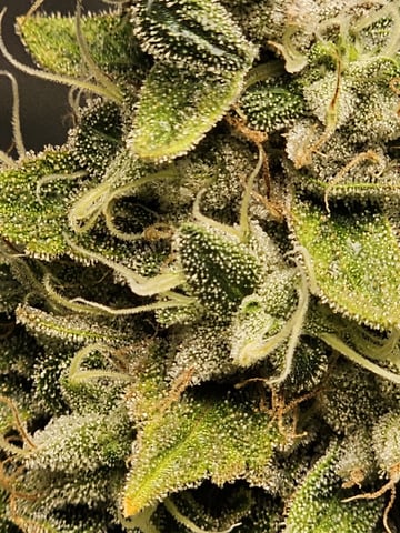 Jenny Kush photoperiod — flower, day 158