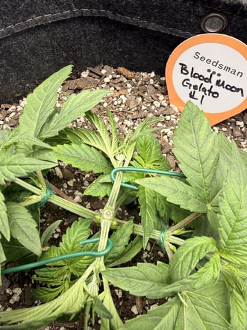 BloodMoon Gelato — vegetative, day 28