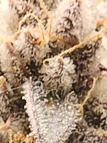 Another round of Mephisto Genetics from Schoolyard Crush and Do-si-delirium drops. — flower, day 85