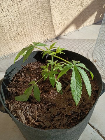 Purple Plum Perfect 💜 & 2 Grape Runtz 🍇 Mainlining garden.  — vegetative, day 47