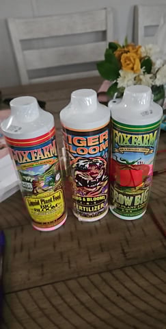 1st plant. Strain: Green Gelato AutoFlower — vegetative, day 40