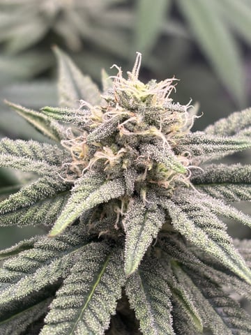 Gorilla Runtz — flower, day 72