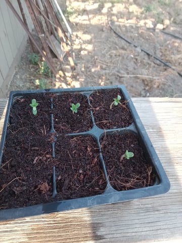 Grow 2026 — seedling_rooting, day 4