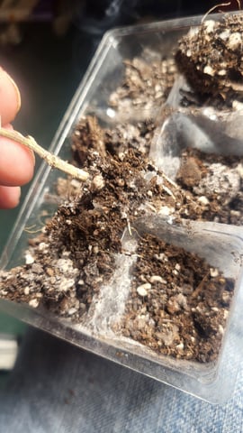 2x2x4 — vegetative, day 41