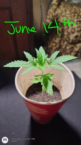 Miracle Murray  — seedling_rooting, day 14