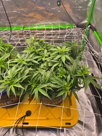 Fastbuds Autoflower Run — flower, day 42