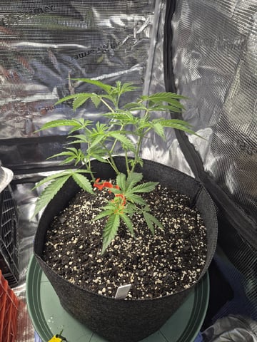 Grow 1 2026 Gelato Rainbow Sherbert  — vegetative, day 34