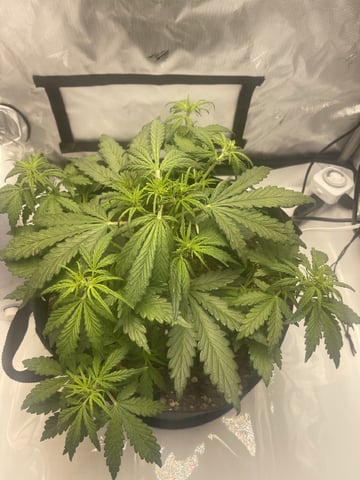3x3 Grow — flower, day 3
