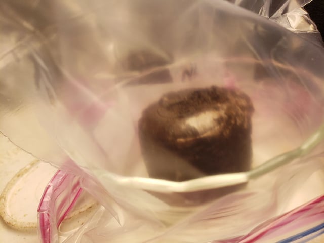 lez grow — seedling_rooting, day 3