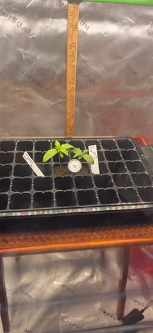 Fall '25 Indoor 2x4 — seedling_rooting, day 14