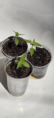 CzechsMex 2.0 — vegetative, day 22