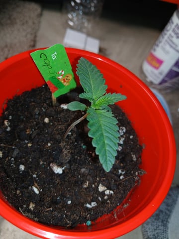 fruity pebbles, cap junky — seedling_rooting, day 19