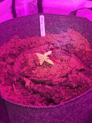 1st Ever Grow — vegetative, day 22