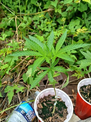 Gas#1? — vegetative, day 6