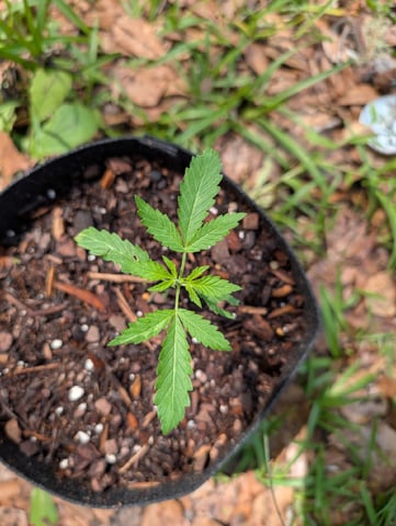 Country Boy — seedling_rooting, day 10
