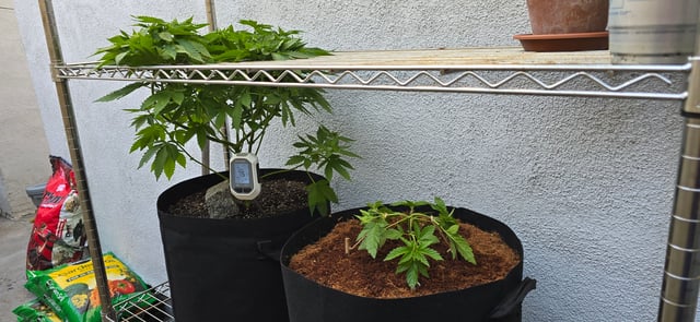 Mystery Weed Plant — vegetative, day 83