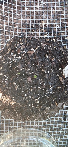 Let's just leave these right here! — germination, day 9