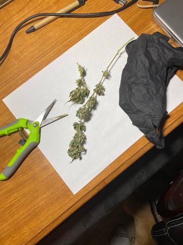 pineapple Express  — flower, day 41