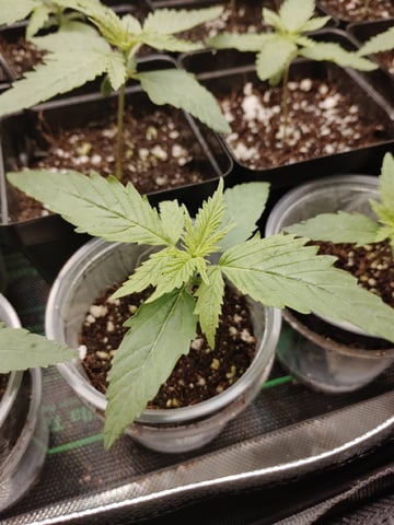 Unknown Seeds — seedling_rooting, day 15