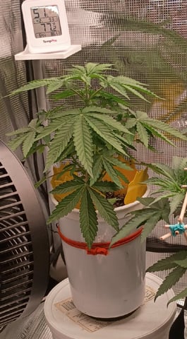 TentPlantLightFan — vegetative, day 50