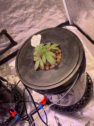 1st Ever Grow (Fat Bastard)(RDWC)  — vegetative, day 25