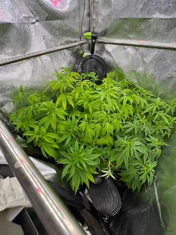 Mimosa x Orange Punch, Runtz Carlton, Gush Mints x Grape Cake Cream — vegetative, day 30