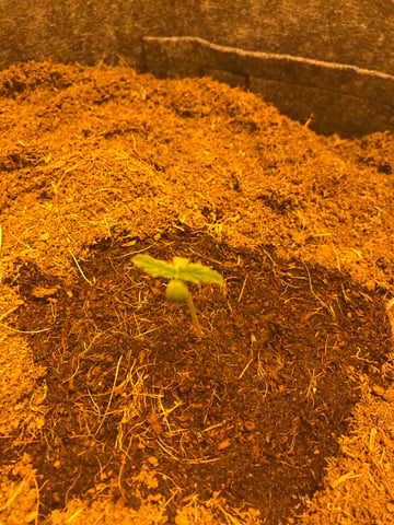 Frosty Gelato Autos  — seedling_rooting, day 2