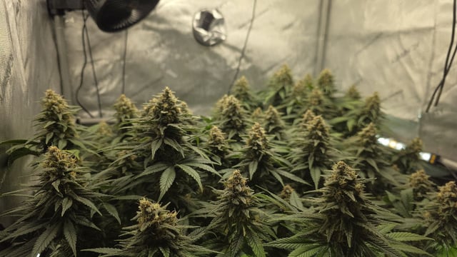 Original 1990 genetics  — flower, day 111