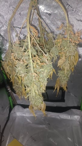 Critical Purple Kush — harvest, day 152