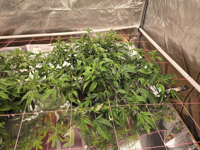 Dante's Inferno Rerun — vegetative, day 69