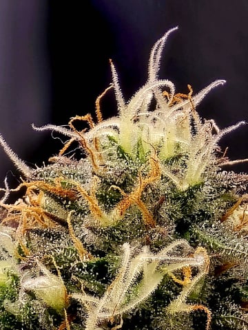 Dirty Bird - Thousand Island Fem & Platinum Kush Breath Remix x Grape Cakehead Fem Photo  — flower, day 84