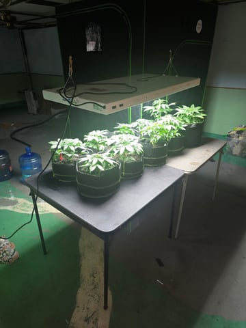 2nd Autoflower Indoor Grow — vegetative, day 26
