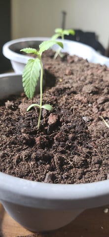 First Grow  — seedling_rooting, day 16