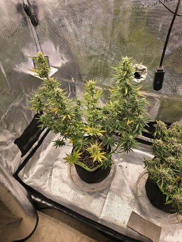 Gorilla Cookies auto  — flower, day 54