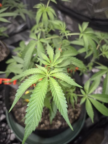 Grow 1 2026 Gelato Rainbow Sherbert  — vegetative, day 56