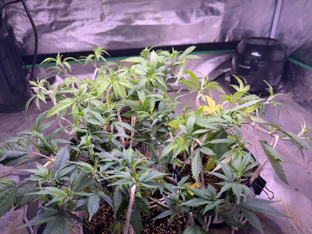 Green Gelato — vegetative, day 24