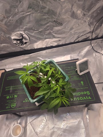 Funk Mtn (Mother) — vegetative, day 20